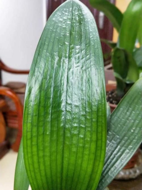 有光泽|秋天,这3种花一定要勤施肥,叶片更多更厚实,好看又有光泽