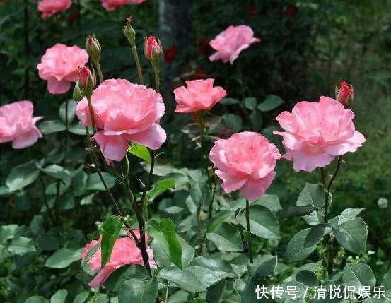 花芽|让“月季”开花不断学会3个方法,花芽嗖嗖冒,花大色艳开满盆