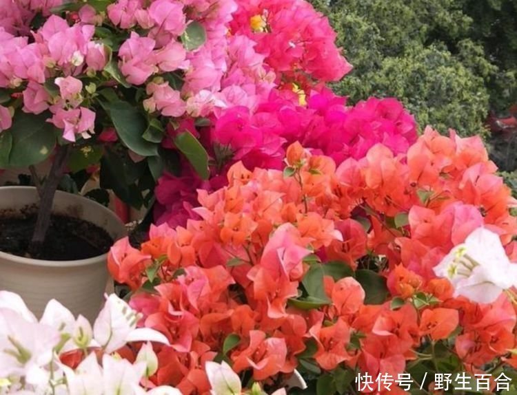 养花就养个花期长的,花开媲美玫瑰,花朵姿态万千,美