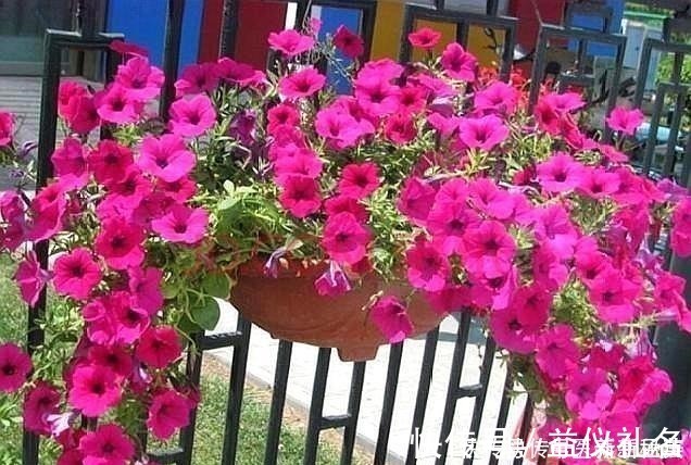 黄豆花生|偷偷告诉你，养花“高手”都用“这种”肥，不花钱，养啥花都旺！