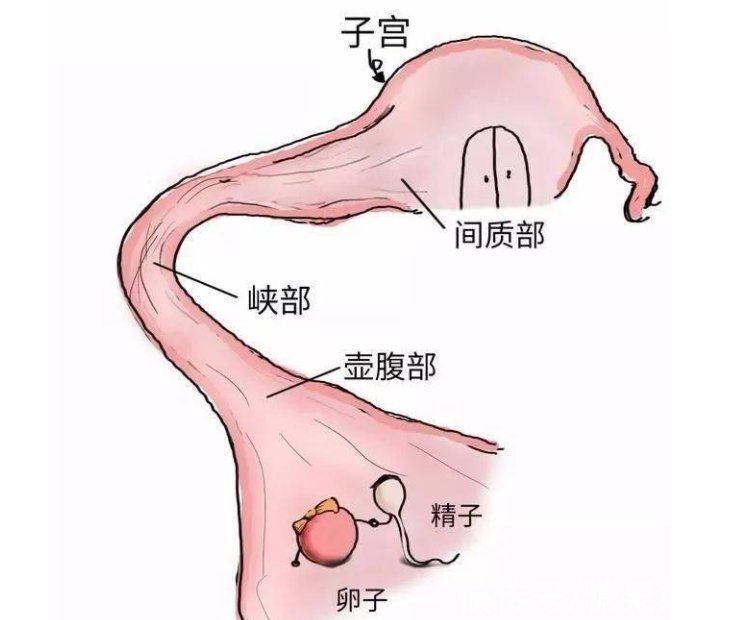 怀孕|早孕检查只是为了确定怀孕吗？没那么简单，这几件事情更重要