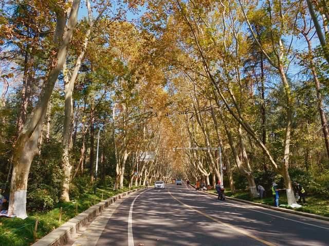 老年|南京有一条特别的道路，通往陵墓却成为网红景点，很多游客来拍照