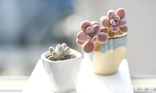 多肉植物|想让多肉植物快速变成“肉丸子”,记住一句口诀就可以,抓紧时间