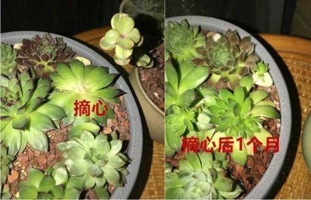 多肉懒得不长个狠心掐掉这里，呼呼冒出一堆新芽！