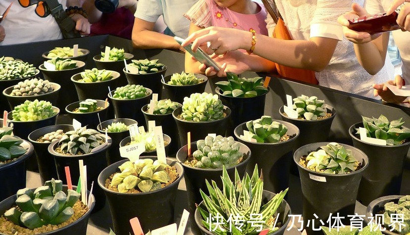 室内养花不能只顾欣赏价值,这些养花禁忌你得记下来