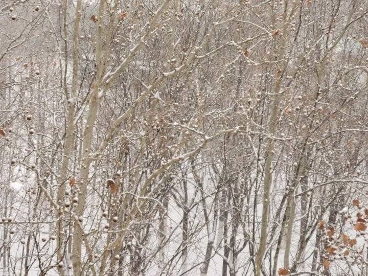 2022年济南第一场雪！漂亮的雪景请你欣赏