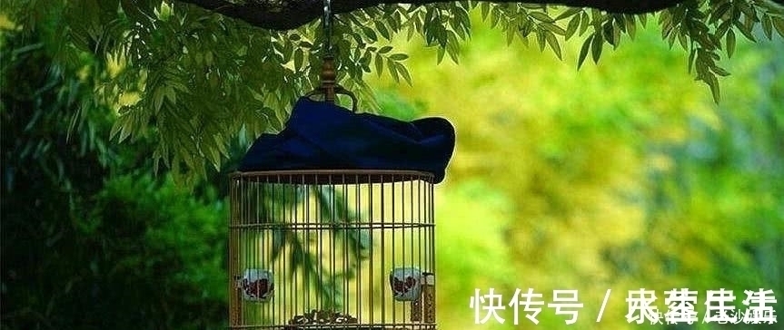 杜鹃&晏几道最经典的思乡词,词作开篇唯美动人,词尾却让人肝肠寸断!