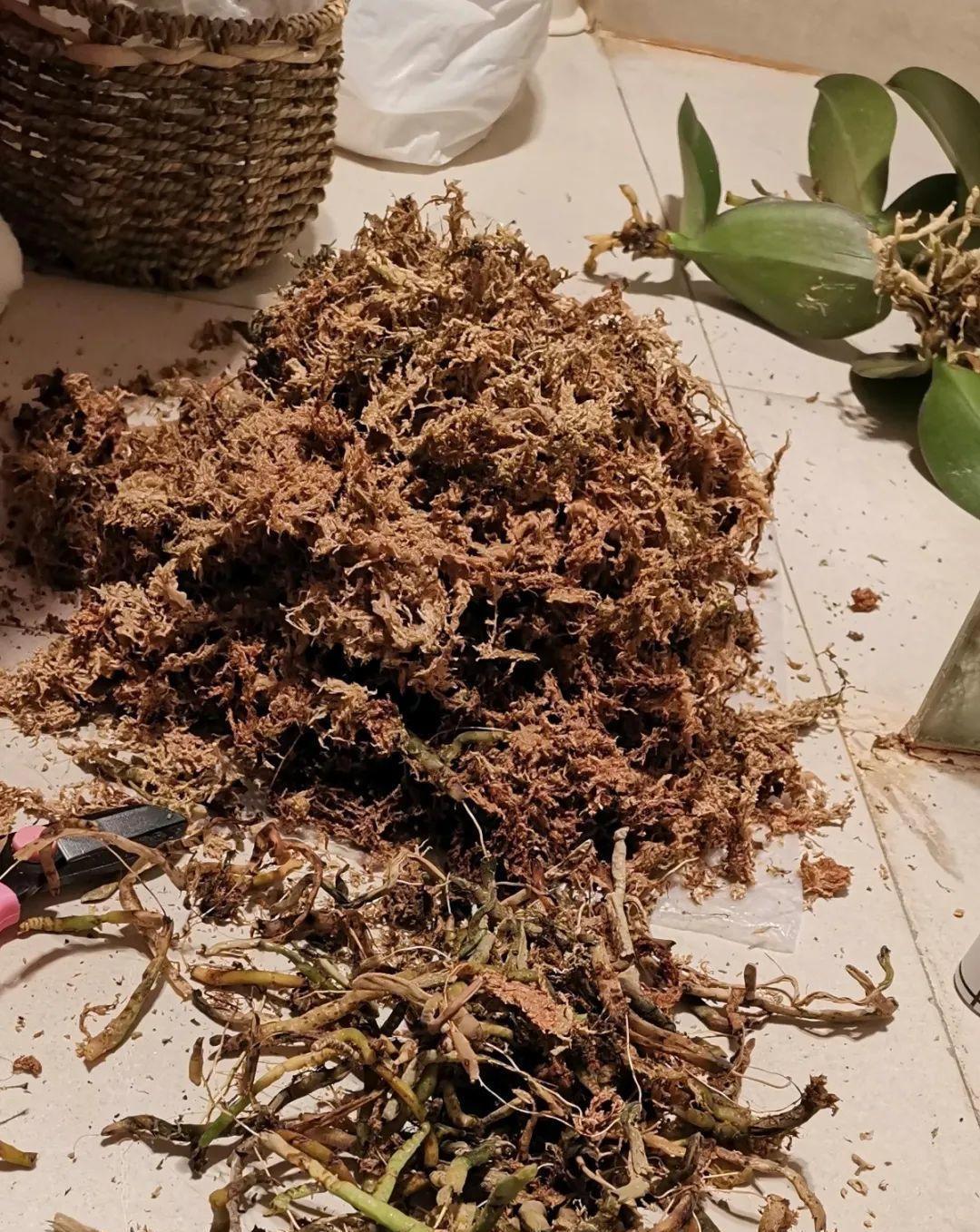 蝴蝶兰有“三怕”,养护要避开,猛窜芽冒花苞,清香宜人小半年