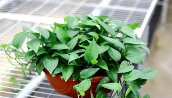 初春养花,把控住这3方面,可免植物被冻坏、被害虫蛰伤