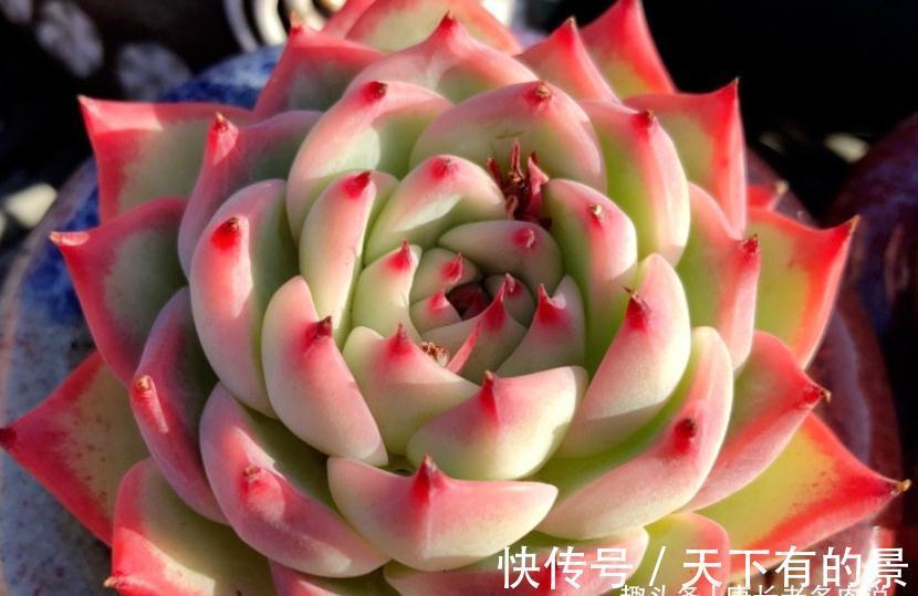 叶展|多肉吉娃娃株型小巧，单头最多10厘米左右，想翻盆秋天正是时候