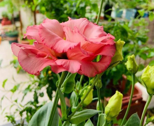 往花盆里丢“电线”,啥花都喜欢,难怪花和叶子“呼呼长”