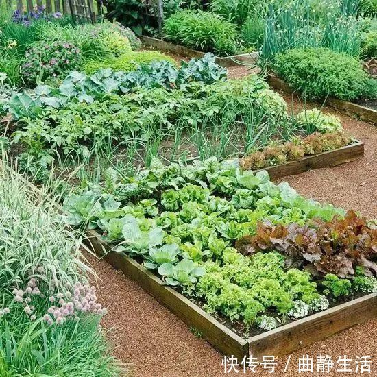 等我老了以后,找个小院陪你养花种菜!