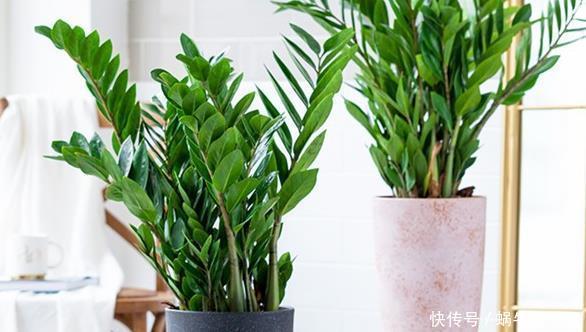 盆栽金钱树,冬末多关注这几个地方,绿叶新芽冒不停