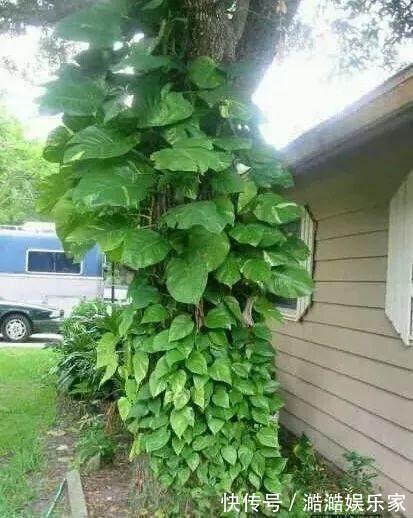 叶片|绿萝越养越小改3个毛病,一会“绿瀑布”,一会“绿萝墙”