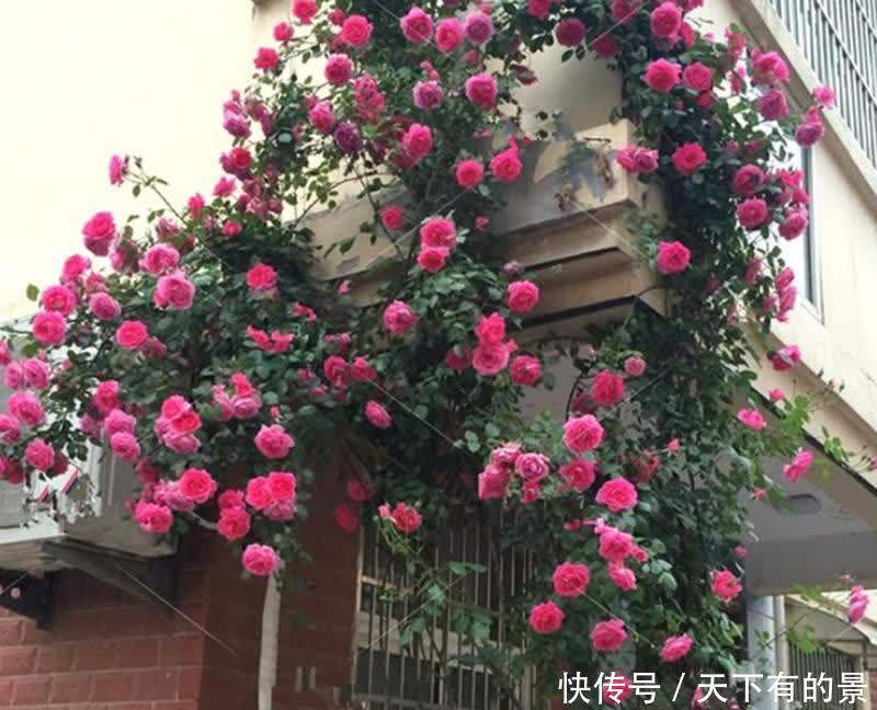 建议爱花人：院子不要空着，栽满花，美成花海，羡煞旁人