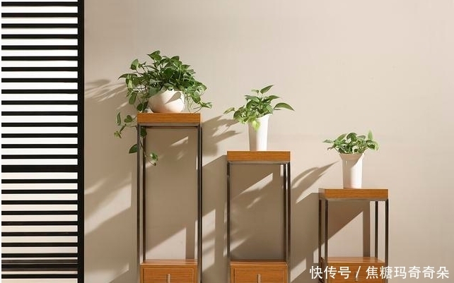 忠于颜值,始于陪伴!能让家幸福感爆棚,关键还不贵