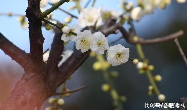 中年|大年初二，合肥包公园游客爆满，梅花盛开喜迎游客