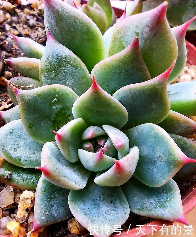 植株|这6种漂亮花,天一热就死,夏天别再买,白花钱养不活