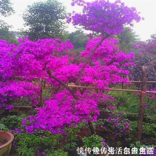 家里养花别瞎养2种花是大忌，6种花旺财还养人