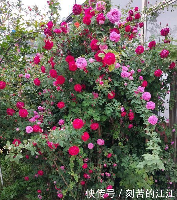 吴大爷养“月季”，三月喂点“零食”，花朵嗖嗖冒，1年开不停