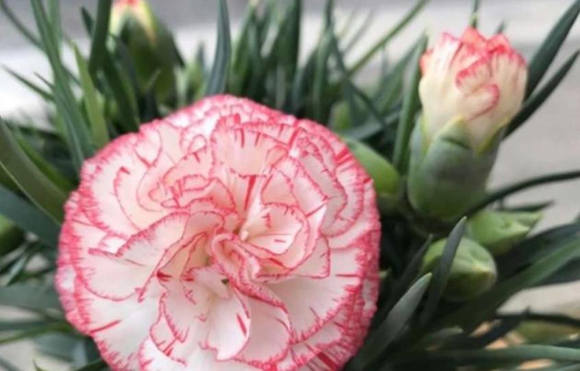 养花就养这几款，花朵小巧玲珑，花色繁多易爆盆，娇艳欲滴