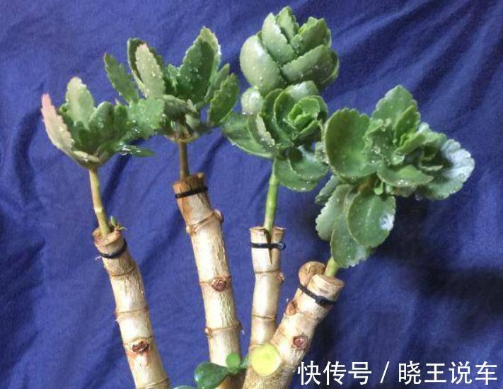 玉树砍一刀,插上长寿花,变成“长寿树”,5种花轮番开,少见