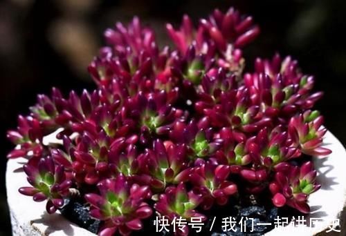 紫米粒|最爱爆盆的5种多肉,不用1个月就溢出花盆