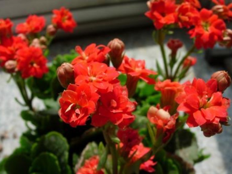 花草匠|3种花,比绿萝好养,比月季“开花时间”长,花量超大,养家里值