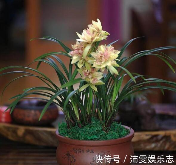 茎腐病|秋季兰花得茎腐病怎么办教你“4法”,找对病因,照样可以救活