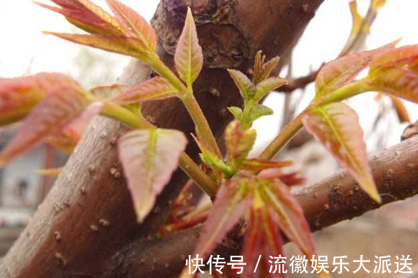 慢性疾病|女性想变美，吃此菜就对了，防脱发、养子宫、润皮肤，胃口也好了