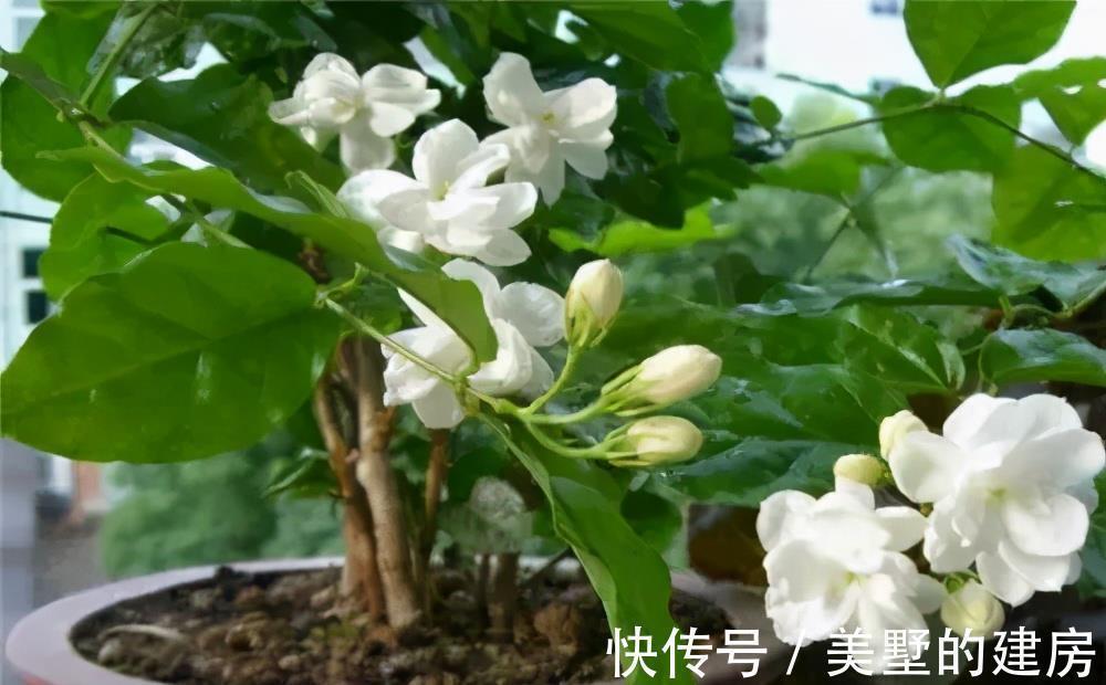 茉莉花|3种漂亮花，人养花，花也养人，老中医都爱养，值得拥有