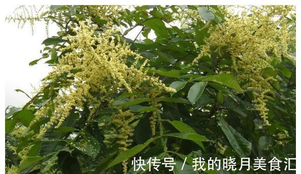 盐肤木|长在树上的“盐巴”，既能当盐吃，也能制醋，它就是“盐肤木”