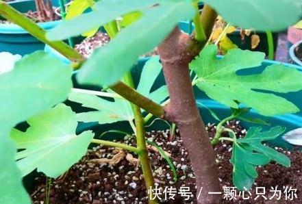 盆栽无花果打顶有2大好处,你还不知道,快来瞧瞧吧