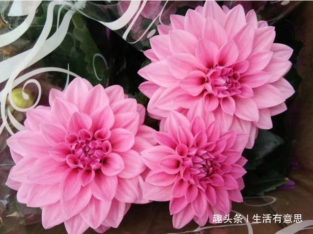 花界的“开花机器”，花朵硕大绚丽如“女神”，实惠好养似路人！