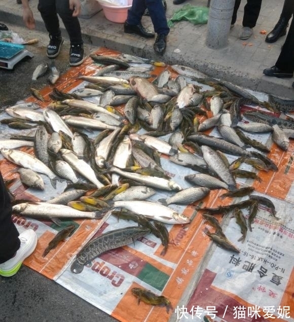 钓鱼人|深圳2钓鱼人当街卖鱼,大小不论统统15元,网友:怎么不像是钓的