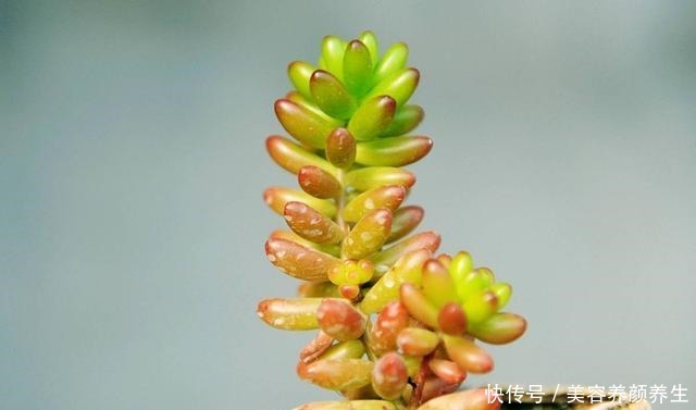 最怕冻的8种多肉，温度低就进屋，小心冻伤冻死！