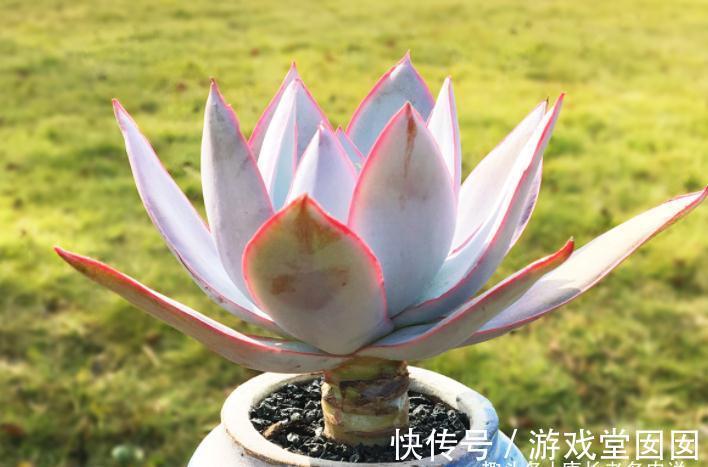 人间清暑殿,天上广寒宫——既仙又飒的广寒宫乃必养的多肉之一