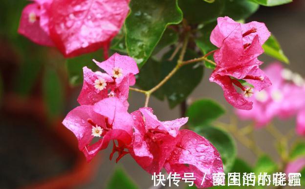 施肥|能把三角梅养爆的人,都很大方,从不“吝啬”这3样东西