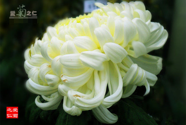 喜欢菊花，就养盆“菊中珍品”大光明，端庄秀丽，国色天香！