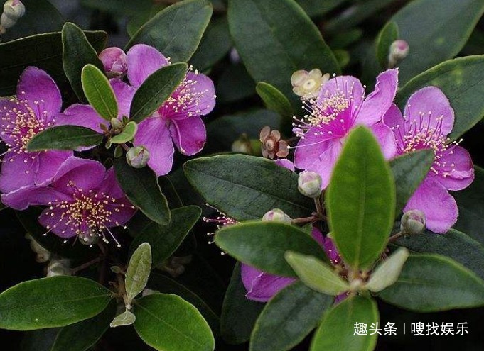 此花花姿优美,娇艳的花朵远望宛如天边灿烂的晚霞,格外绚丽夺目