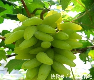 荔枝|养花不如栽果树,试试种几款果树,果子大又甜