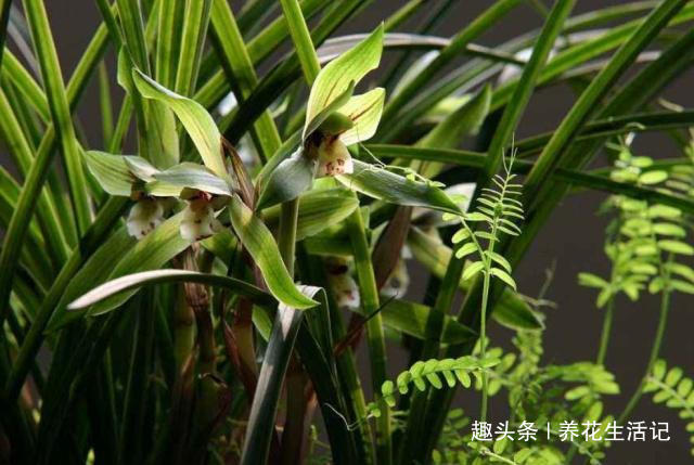 兰花出现干尖问题，只需把住“4点”就能解决，以后不再出现！