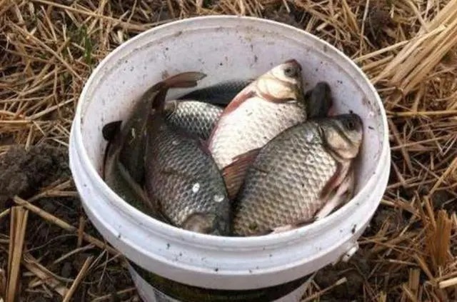 不用打窝也能狂拉不断,老钓友用这方法,一天钓几十斤!