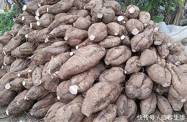 亚洲|路边不起眼的植物,被誉为“亚洲人参”,见到别犹豫,一斤50元