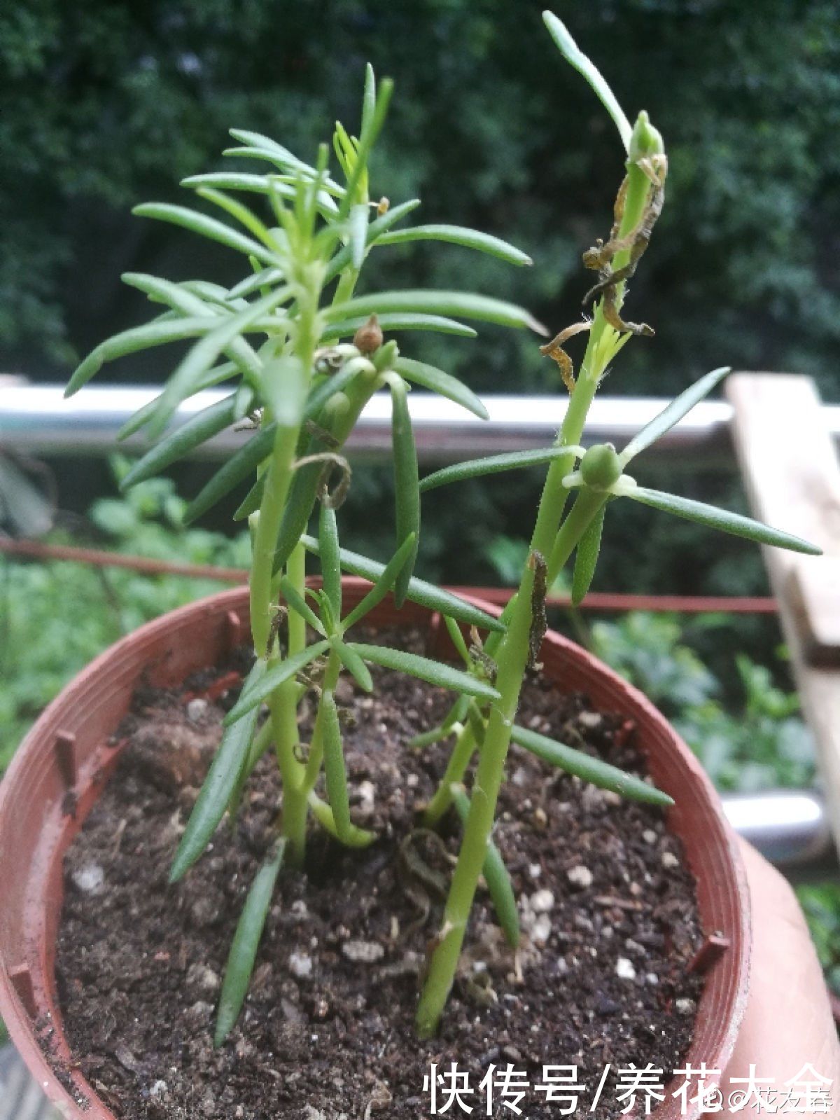 狗牙根|秋天扦插5种花，呼呼冒出“狗牙根”，明年春天就开花