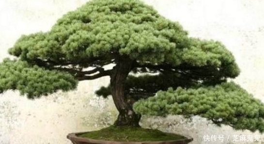 技巧|五针松哪个品种比较好?五针松盆景的养花技巧有哪些?