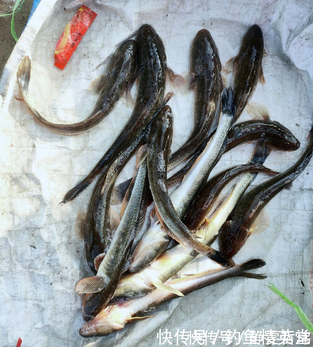 海鲶鱼|有日子没来菜市场了,发现有鲜活的猪尾鱼,16元一斤