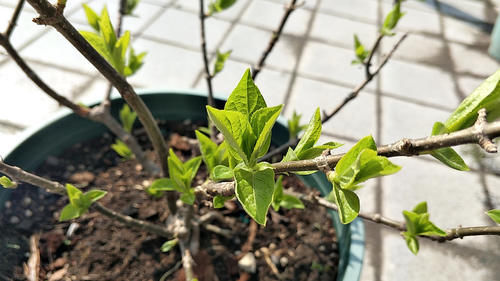 月季、绣球、铁线莲，春季换盆“别犹豫”，萌芽多，长势好