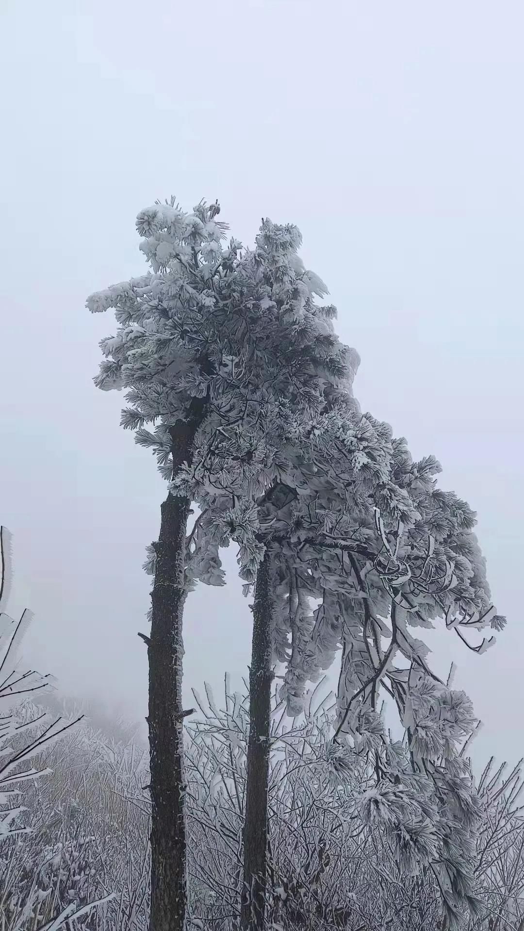 雾凇|绝了！天台冬季美景，宛如冰雪世界！一天看8小时都不够!