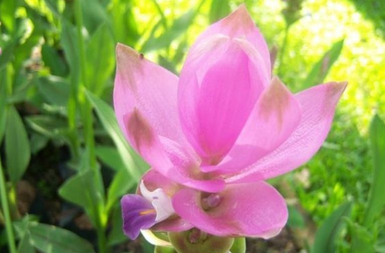 盆土里种块“姜”,7天发芽,30天后长出“大荷花”,太漂亮了